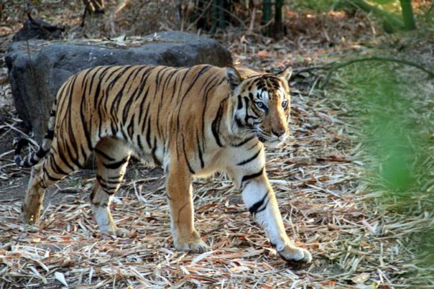 Order to seize three tigers after the death of workers in Chandrapur