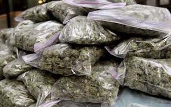 Five lakh cannabis brought for sale from town caught in Tathwade