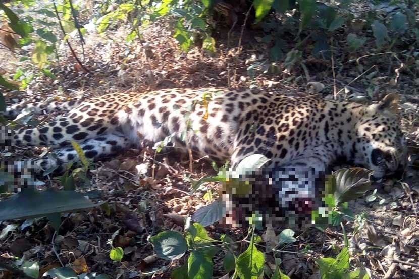 A leopard was found dead in Ghatangri Tanda area of Osmanabad taluka