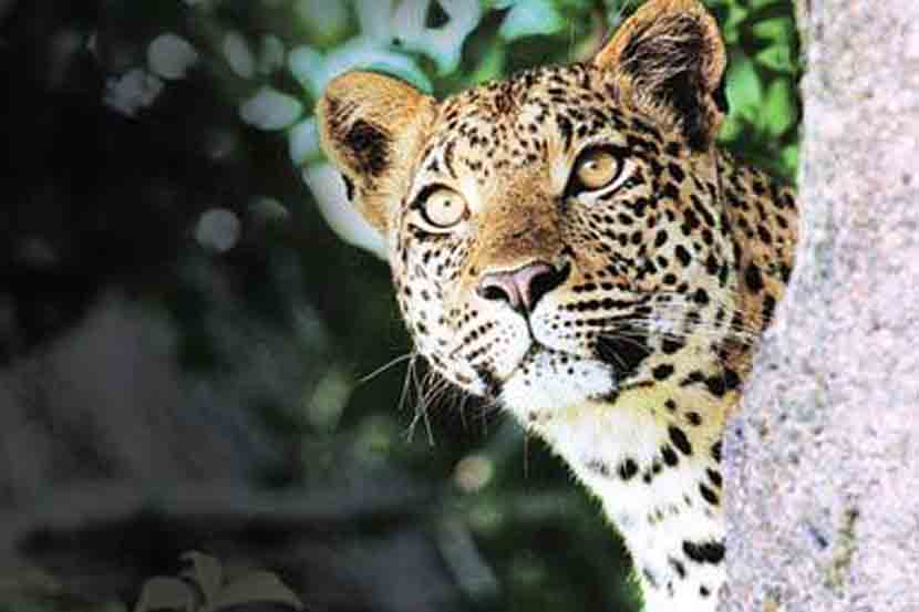 Woman killed in leopard attack in Mendhavan Shivara of Sangamner