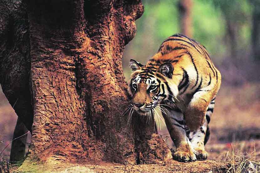 While collecting flowers in the forest, a tiger was sitting there; What happened next?