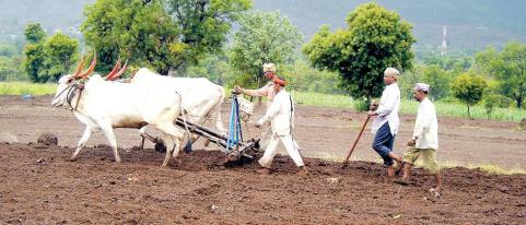 Double sowing in Amravati division
