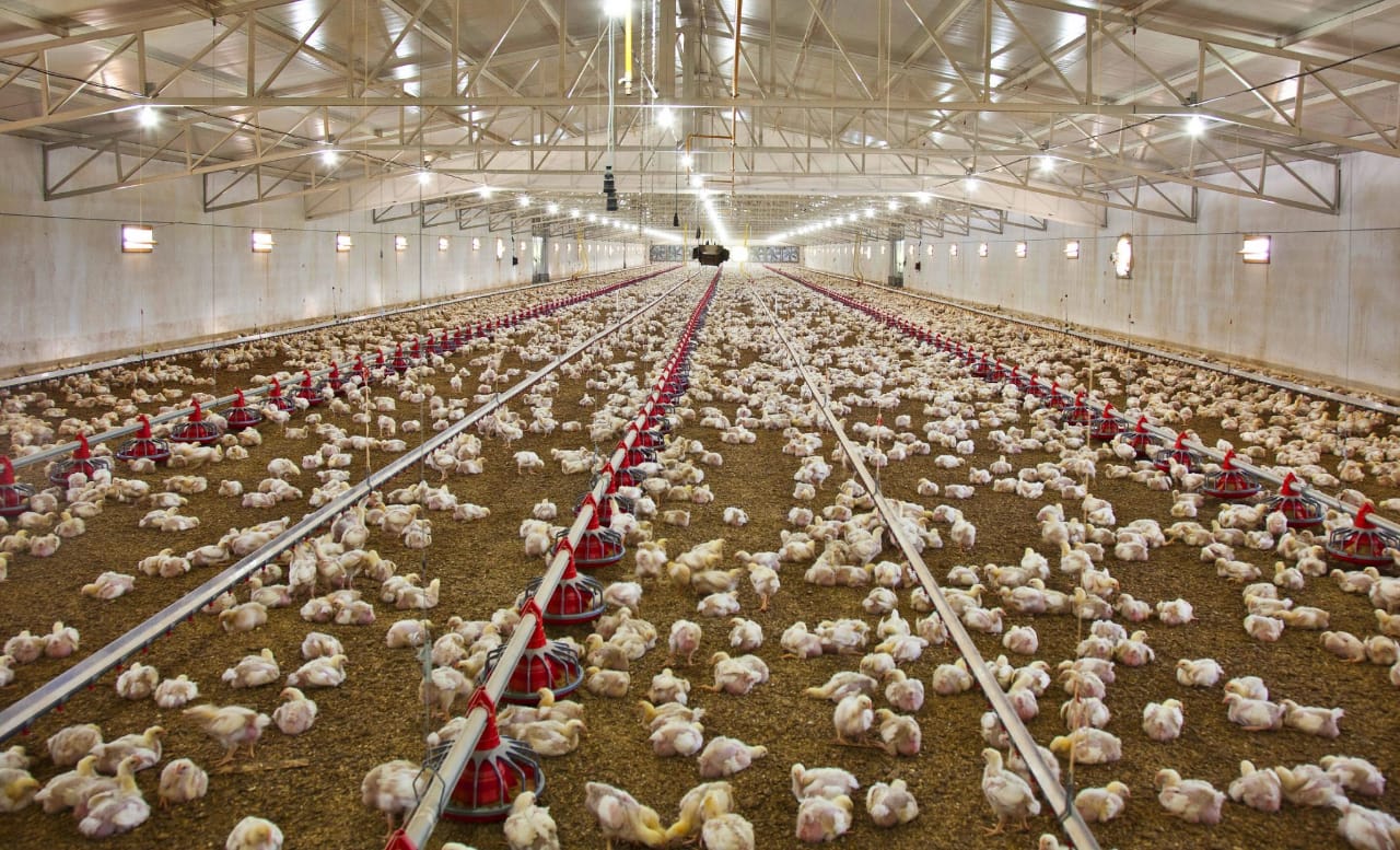 Promotion of rural poultry farming; Relief for arrears to co-operative poultry organizations