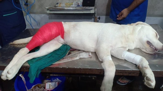 Noida dog beaten up man expels from company