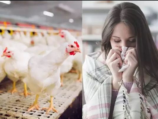 Delhi government announces regulations on bird-flu scare