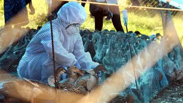 A team from the Center will visit Kerala and Haryana to prevent bird flu