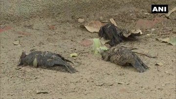 Increase in crows, pigeon deaths in Mumbai; Fear of bird flu persists