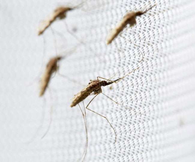 Mosquito infestation increased in Rahatni-Pimple Saudagar area; Demand for Nana Kate to spray smoke daily