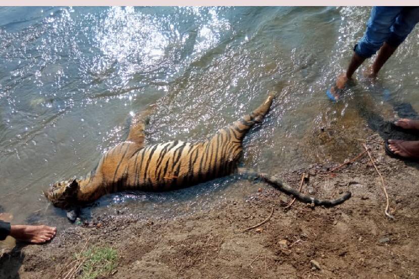 The body of a leased tiger cub was found in the canal