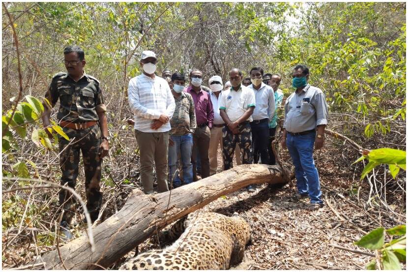 Leopard killed in car crash in Tadoba