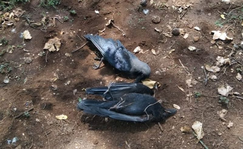 Sudden death of crows in Pimpri-Chinchwad