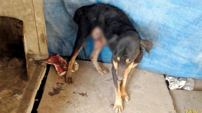 Annoying! Sexual abuse of dogs to satisfy lust; One arrested in Nalasopara