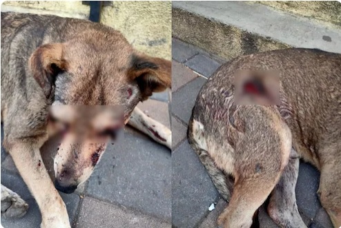 A sharp weapon pierced the eyes of a stray dog; The unfortunate incident in Sangvi