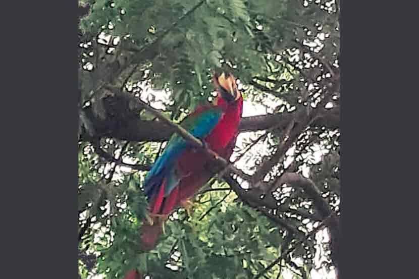 American parrot's beautiful sight in Sangli ...
