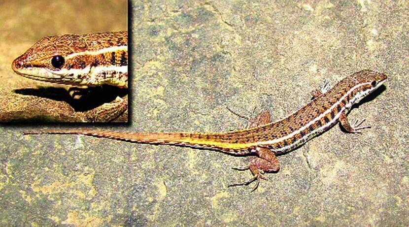 A rare species of snake called 'Snake I Laserta' was found in Khopoli area