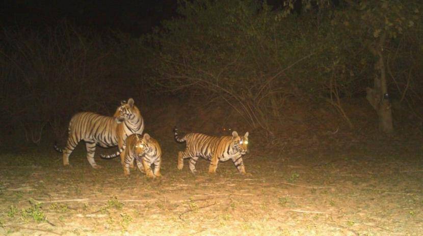 Three new tiger calves were found dead in Bhandara and two new calves were found there.