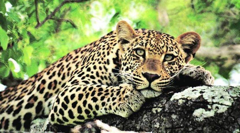 In Pathardi, leopards are kept in forest cages