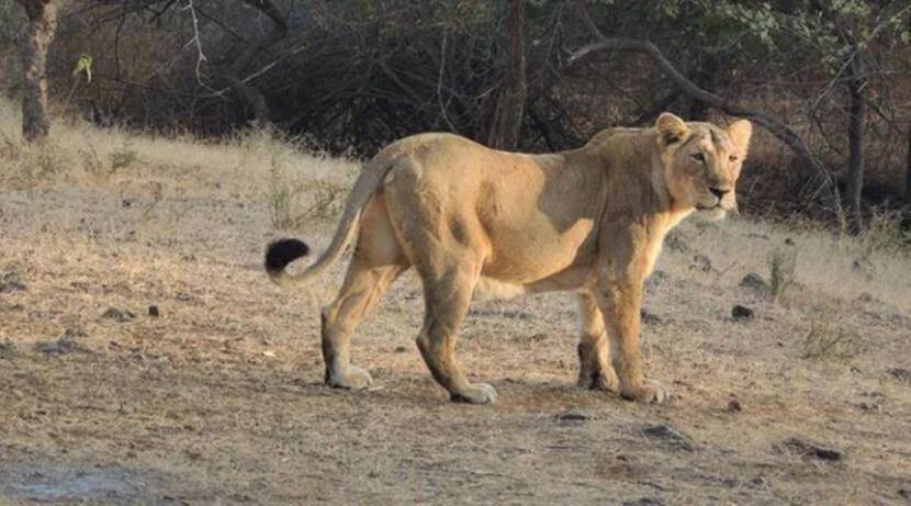 Shocking! Death of a lion by corona