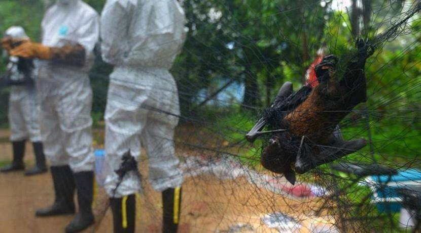 Infiltration of Nipah virus in Maharashtra; The virus was found in bats in Mahabaleshwar