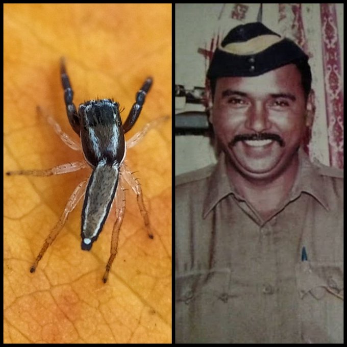 Proud! The new species of spider is named after martyr Veer Tukaram Ombale