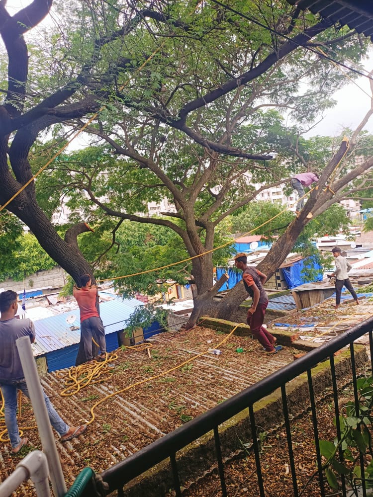 Dangerous branches of trees cut off in Mahatma Phulenagar; Pursuit of Jitendra Nanavare