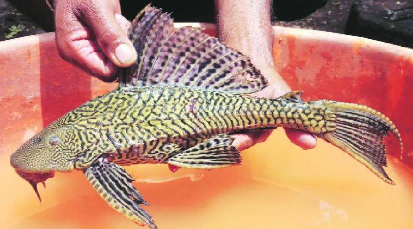 Dangerous ‘Suckermouth’ fish was found in the Krishna River in Haripur