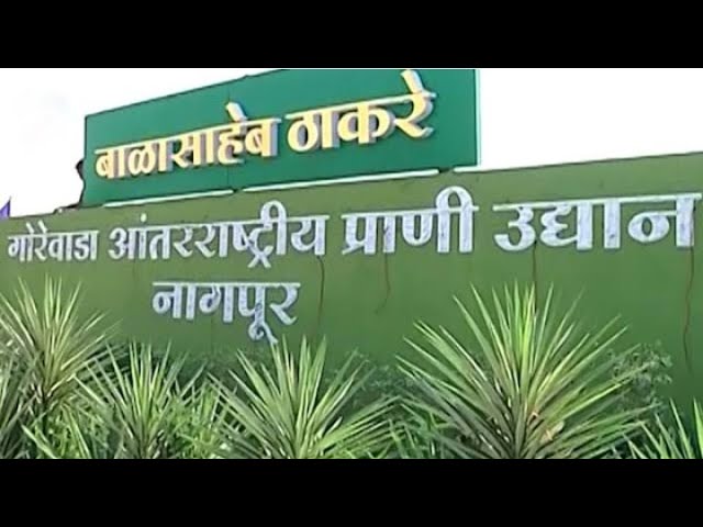 Nagpur's Gorewada Zoo is open to tourists for the first time