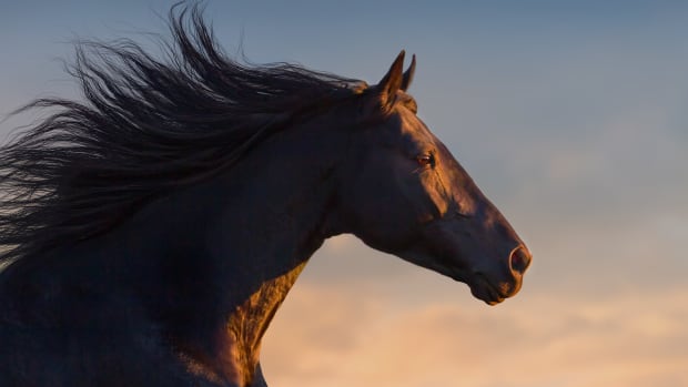 Horses killed in wild animal attacks