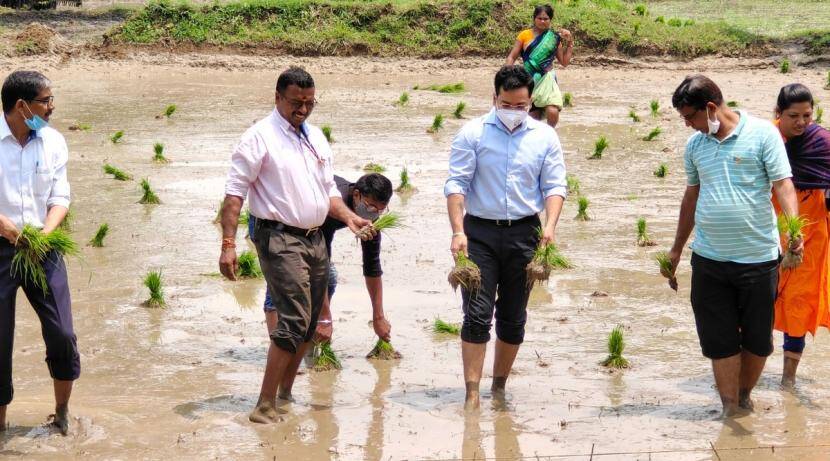 The District Collector went to the field and planted paddy