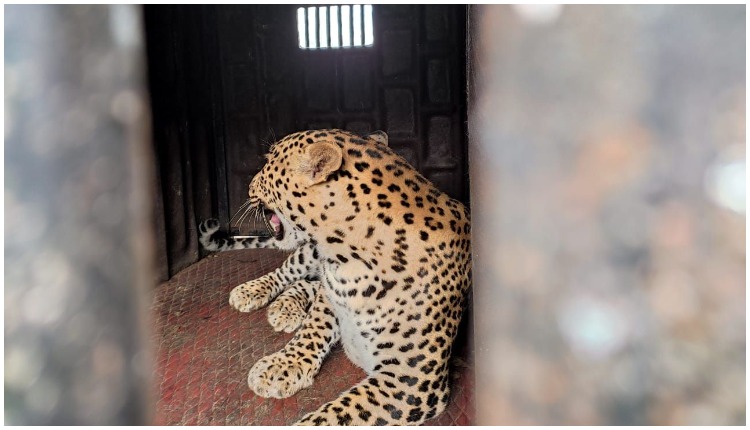 Davdi - Forest department succeeds in capturing leopard