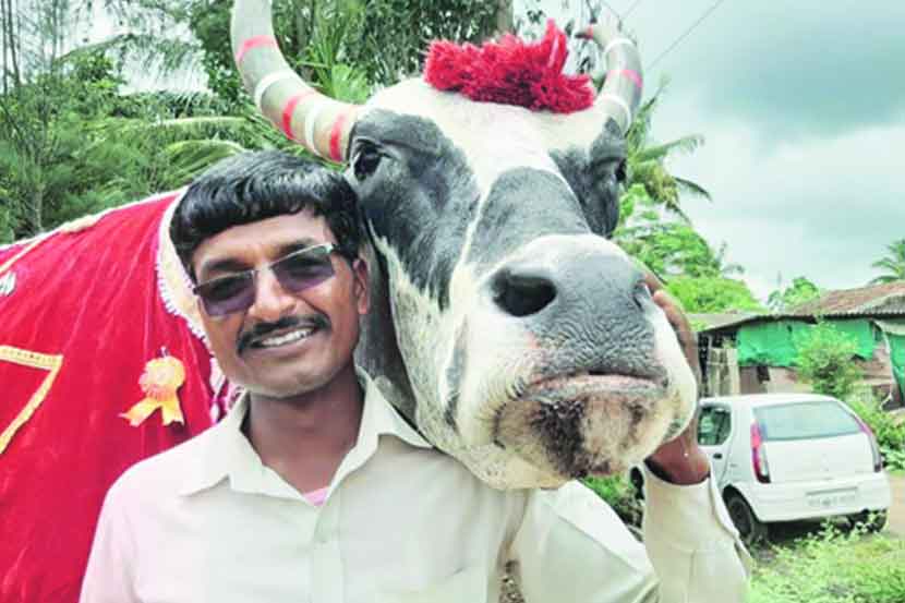 Death of 'that' famous bull from Sangli recorded in 'India Book of Records'