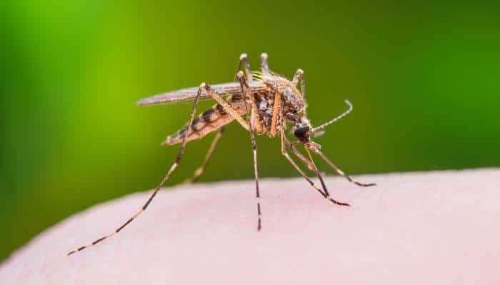 Increase in mud dengue patients, neglect of administration