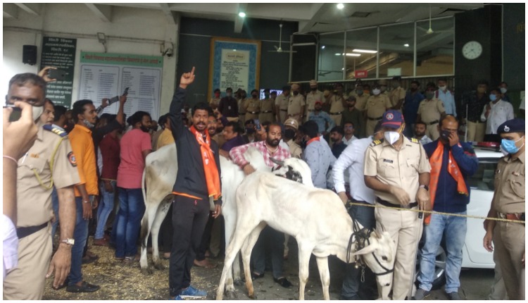 Vishwa Hindu Parishad's agitation in front of Municipal Corporation with cows