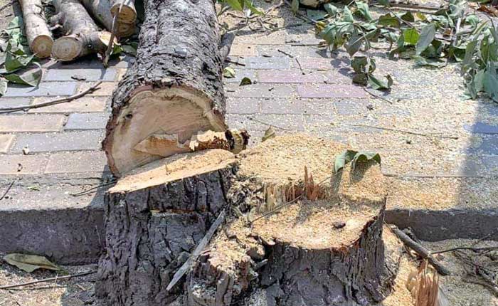 Filed a case of cutting down trees in government premises
