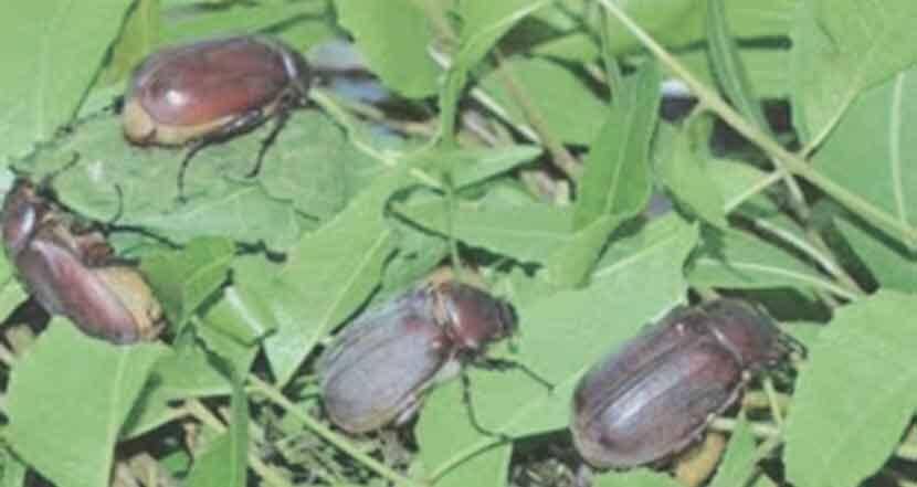 Humani beetles attack neem trees in Nagar district; Many trees fell