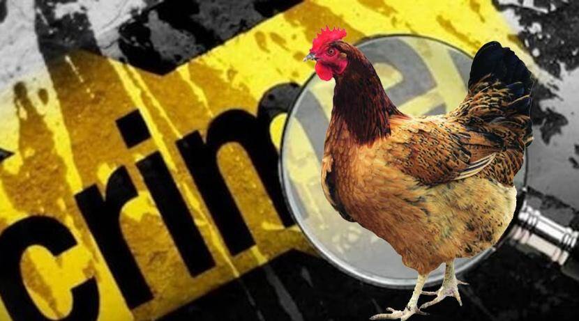 Chicken death: Former MLA's son lodges complaint with police, murder case filed