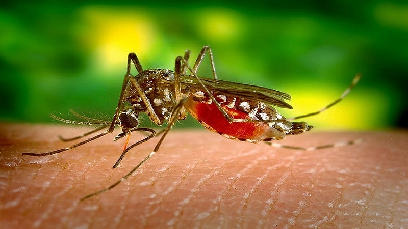 Serotype-2 dengue in 11 states including Maharashtra; High level meeting held by the Center