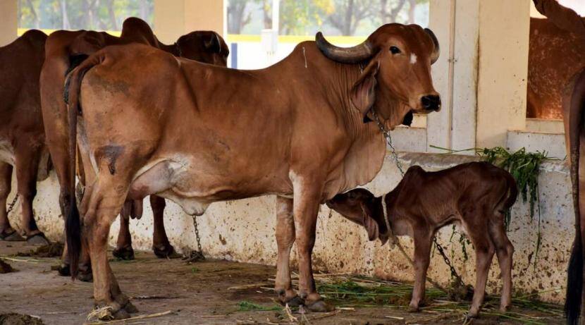 Cow is the only animal that takes in and releases oxygen: Allahabad High Court
