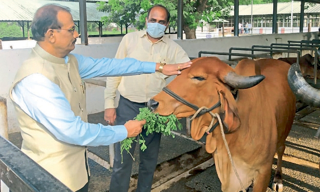 Sakartey Indigenous Cow Research Center in Pune