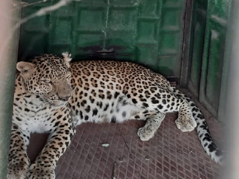 A leopard in Akola has finally been arrested