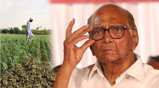 … So allow farmers in Maharashtra to cultivate herbal tobacco; MLA wrote a letter to Sharad Pawar