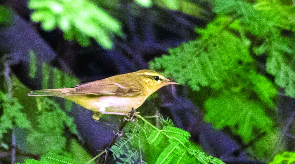 The first European bird 'Green Warbler' was recorded in Amravati