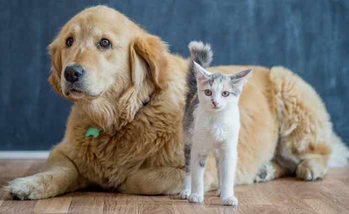 Animal Shelters, Medicare Centers for Stray Animals in the City; General Assembly approval
