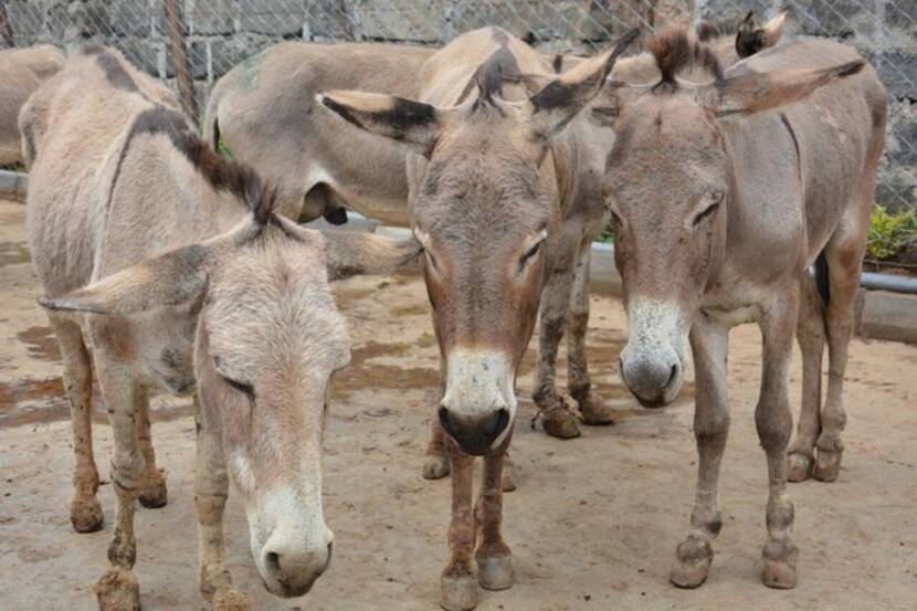 One and a half hundred donkeys stolen from Parli