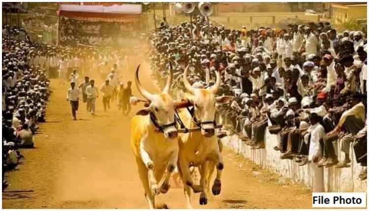 What happened in the Supreme Court hearing on bullock cart race? MP Dr. Amol Kolhe said.