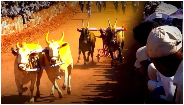 Will the ban on bullock cart racing be lifted? Supreme Court hearing on Monday