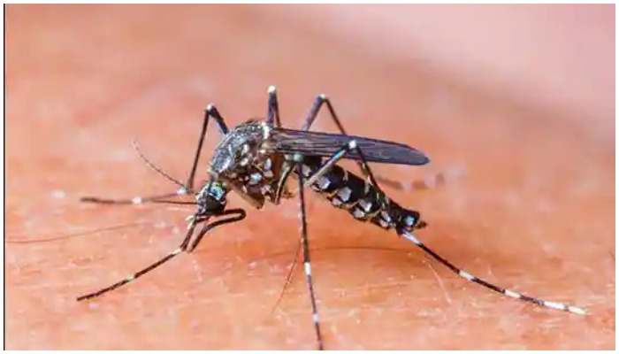 good-news-for-those-following-corona-the-number-of-dengue-and-chikungunya-cases-declined-on-diwali