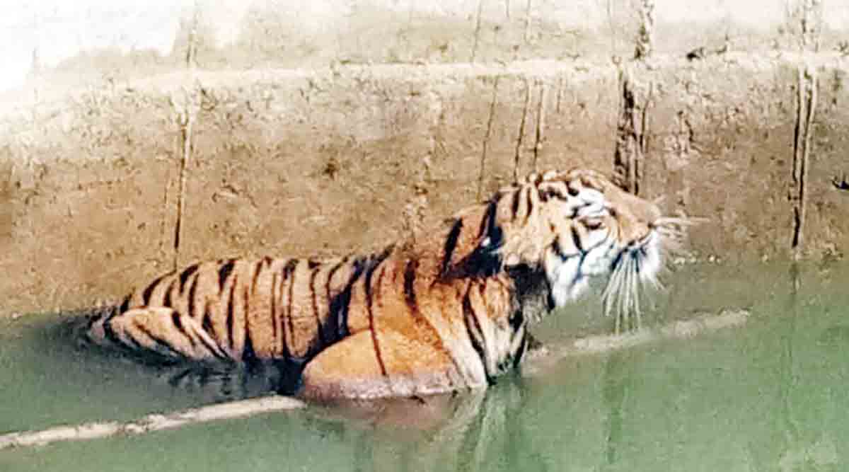 The tiger that fell into the well is out after five hours; Incidents in Warora taluka