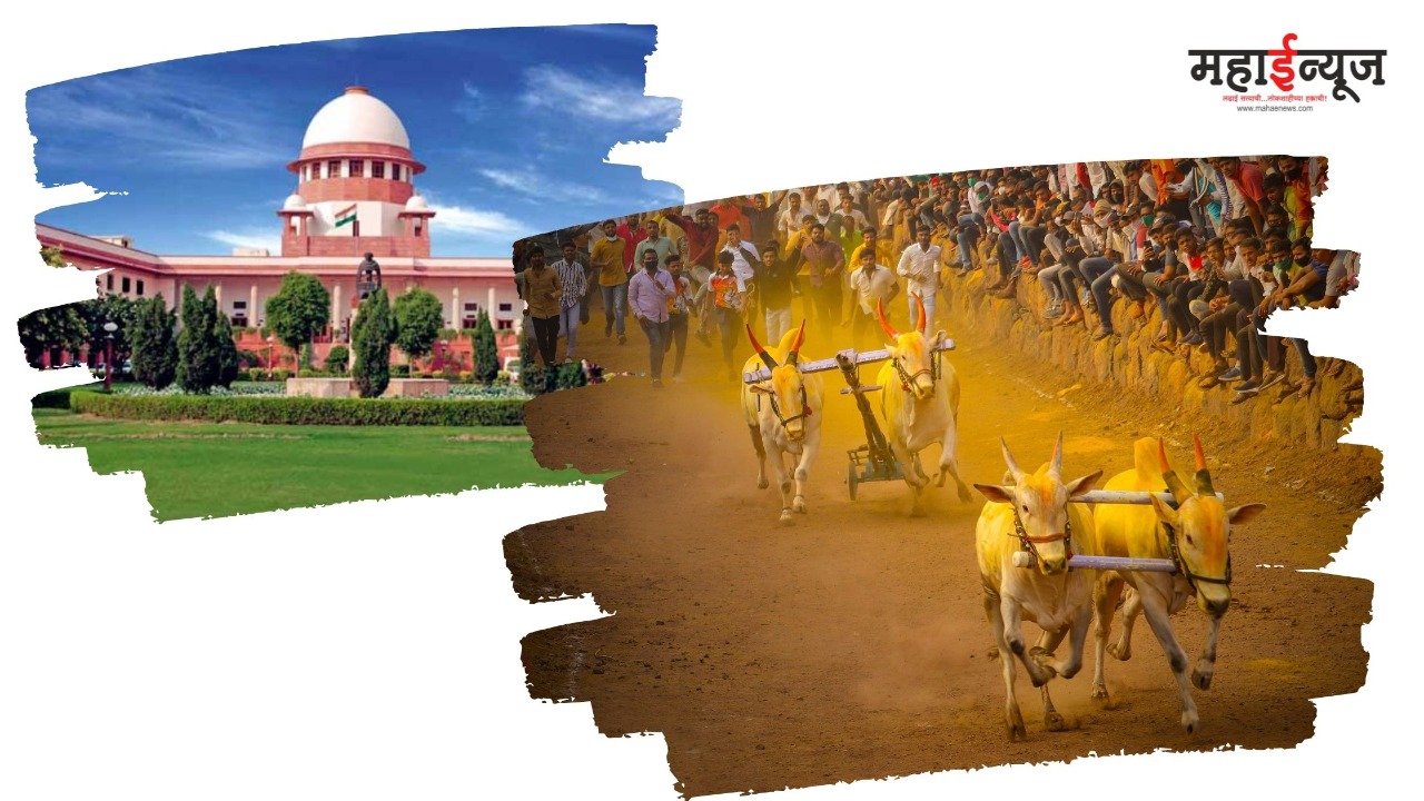 Bullfighting: Victory of Baliraja of Maharashtra… of our Sarja-Raja…!