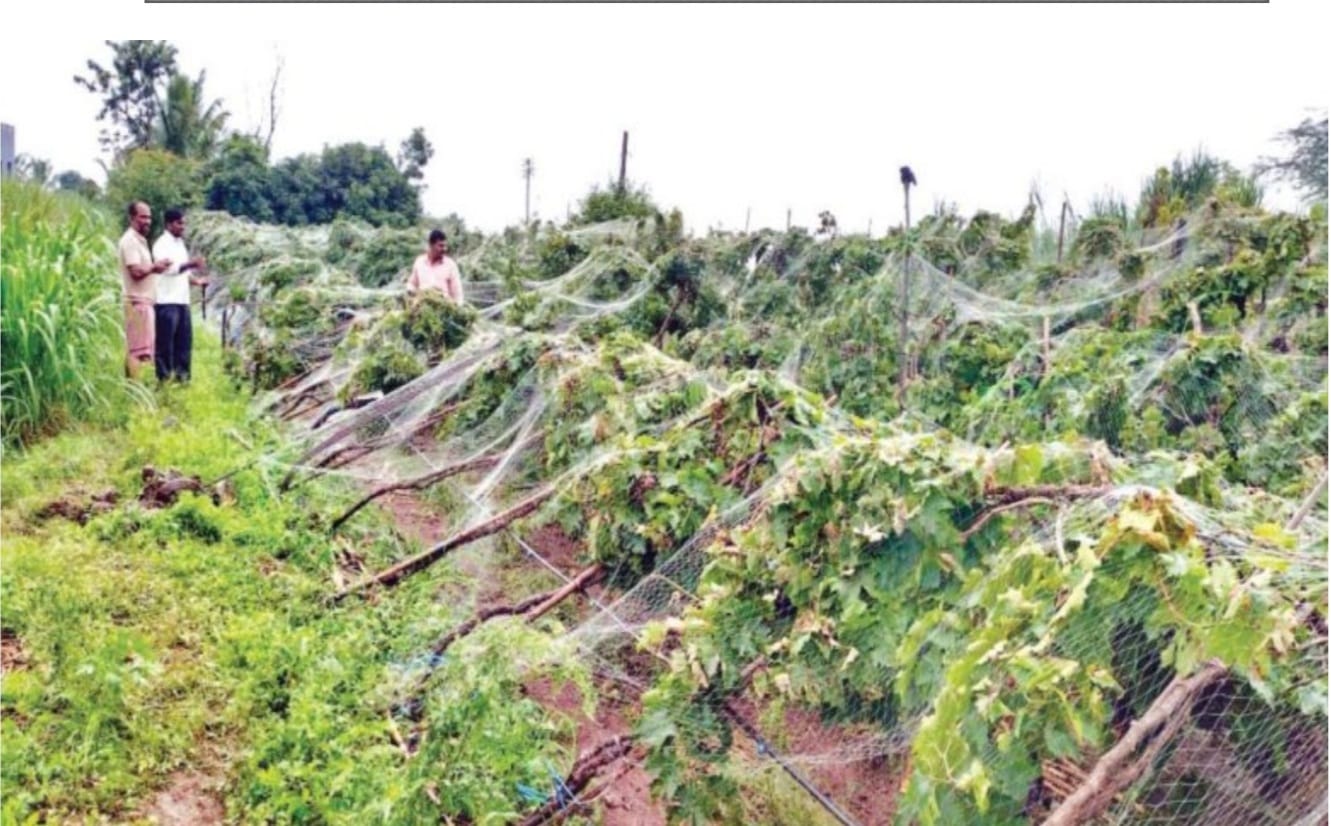15,000 crore loss due to unseasonal rains in Sangli district! Report prepared